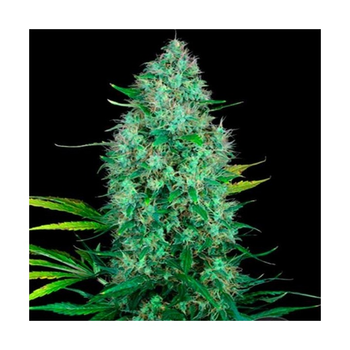 Serious 6 - Outdoor Regular de Serious Seeds