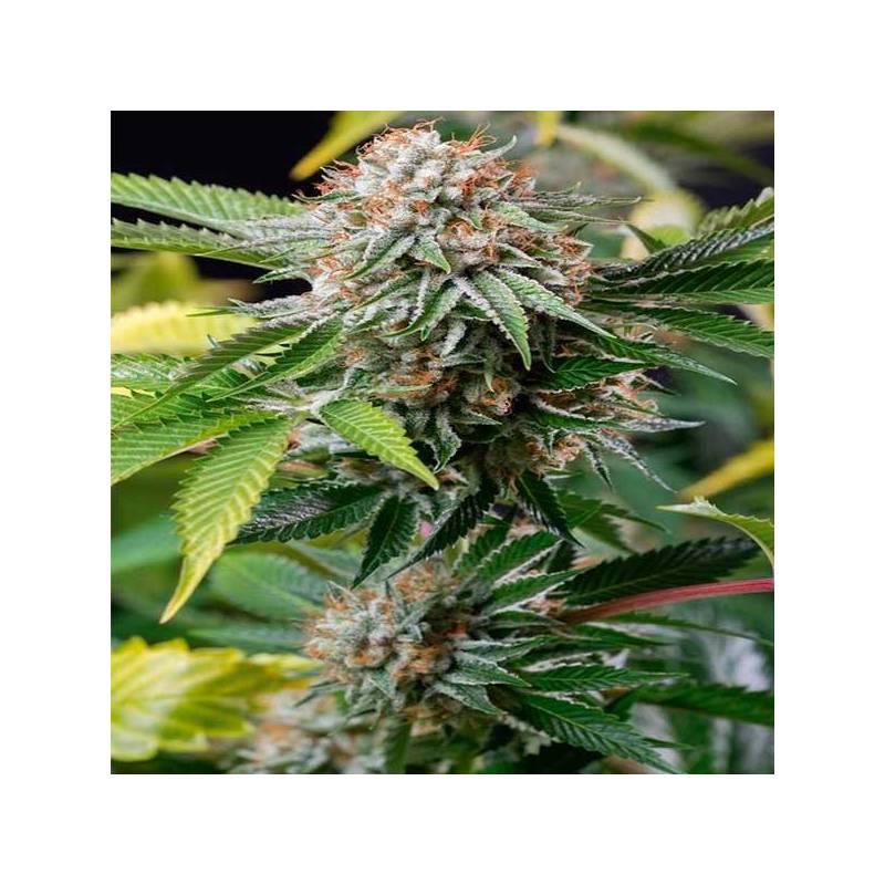 Sapphire Og 100% Feminizada de Humboldt Seeds