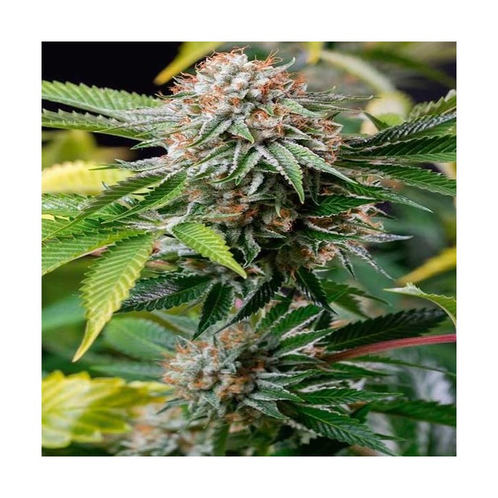 Sapphire Og 100% Feminizada de Humboldt Seeds