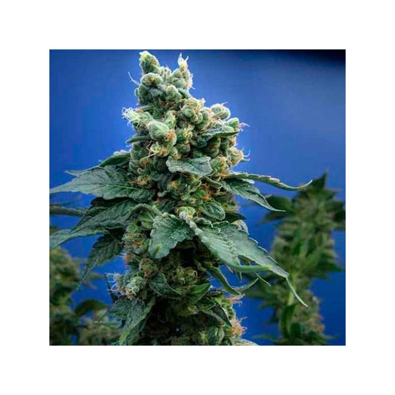 Sage'n Sour Regular de T.H. Seeds