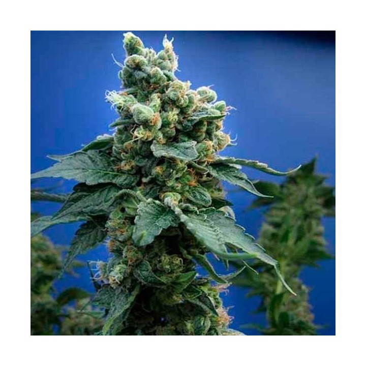 Sage'n Sour Regular de T.H. Seeds