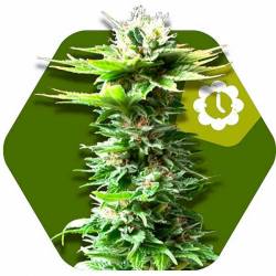 Power Kush Autofloreciente Feminizada de Zambeza Seeds