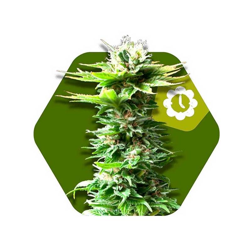 Power Kush Autofloreciente Feminizada de Zambeza Seeds