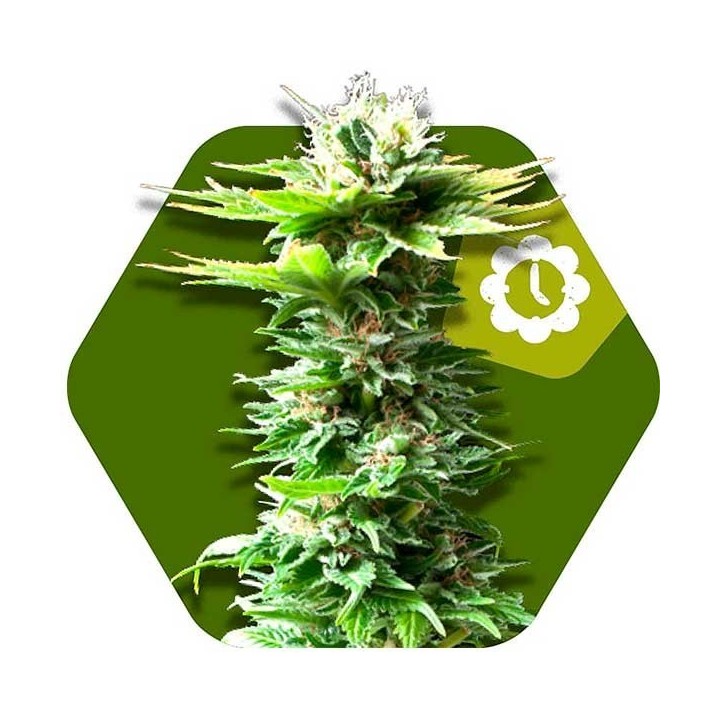 Power Kush Autofloreciente Feminizada de Zambeza Seeds