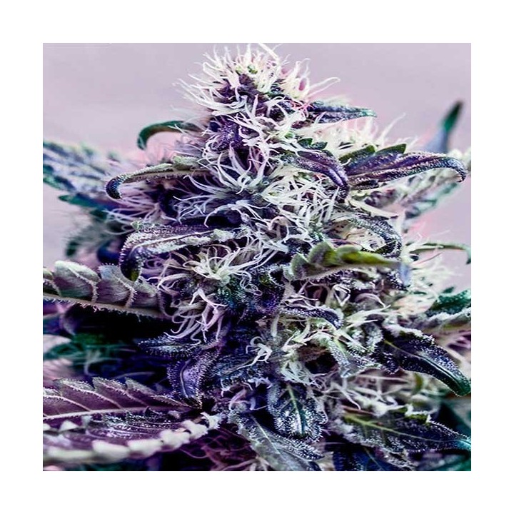 Kush Express Autofloreciente Feminizada de Positronics