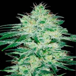 Orient Autofloreciente Feminizada de Blimburn Seeds