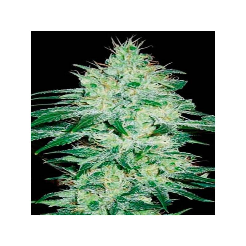 Orient Autofloreciente Feminizada de Blimburn Seeds