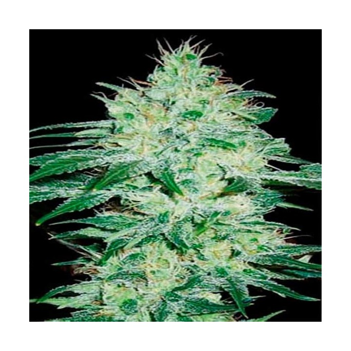Orient Autofloreciente Feminizada de Blimburn Seeds