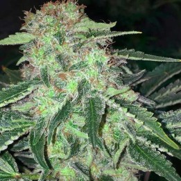 La S.A.G.E. Feminizada de T.H. Seeds