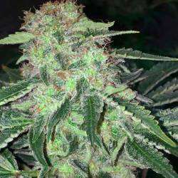 La S.A.G.E. Feminizada de T.H. Seeds