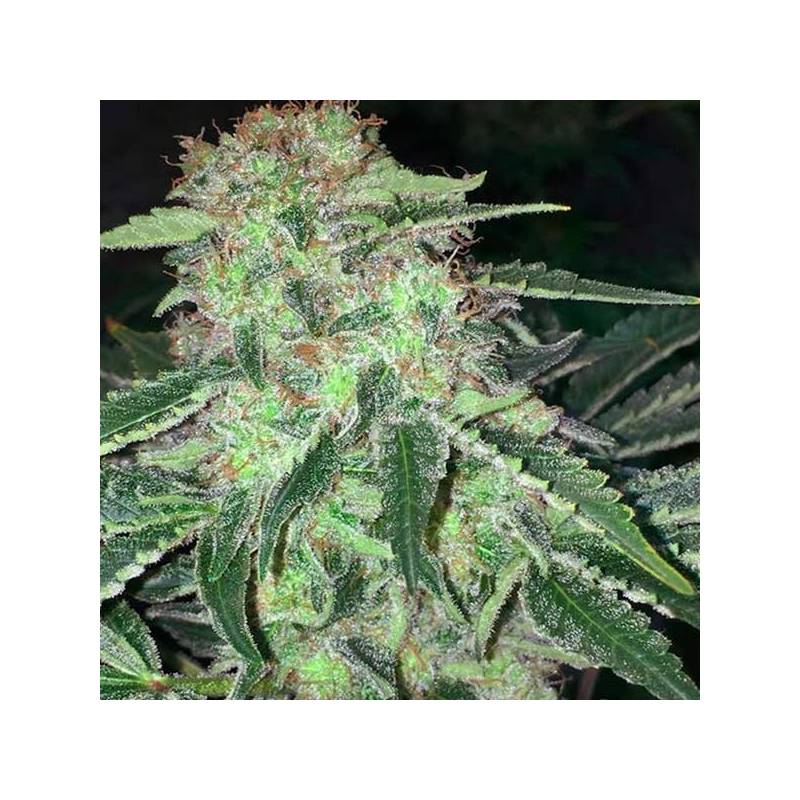 La S.A.G.E. Feminizada de T.H. Seeds