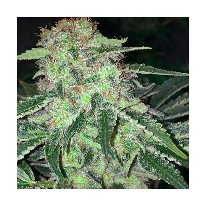 La S.A.G.E. Feminizada de T.H. Seeds
