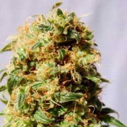 La Reina de Africa Aka Kaboom Feminizada de Kannabia Seeds