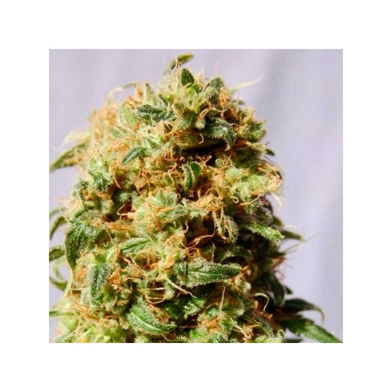 La Reina de Africa Aka Kaboom Feminizada de Kannabia Seeds La Reina de Africa Aka Kaboom Feminizada de Kannabia Seeds