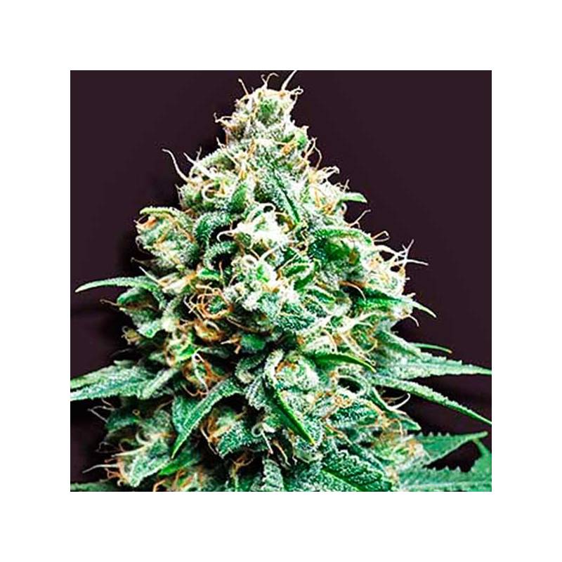 Kush Bomb Regular de Bomb Seeds