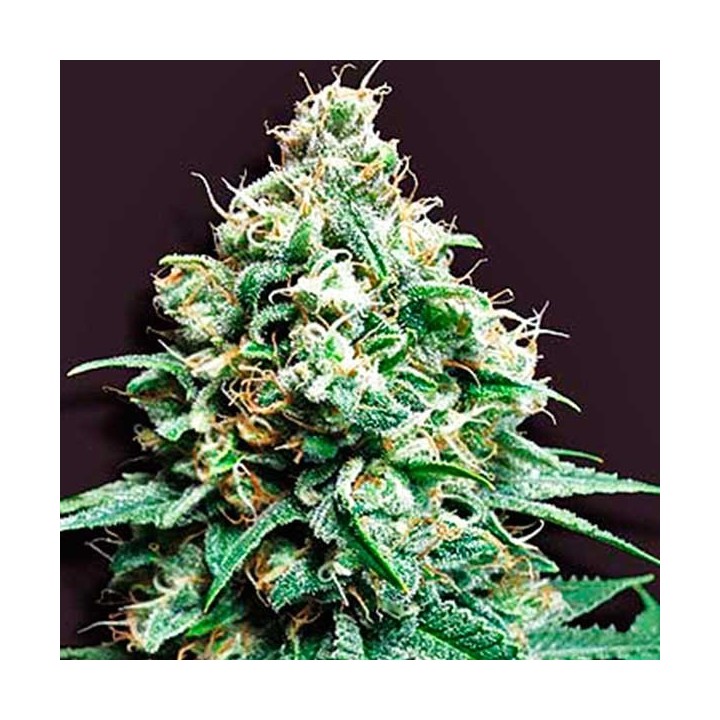 Kush Bomb Regular de Bomb Seeds