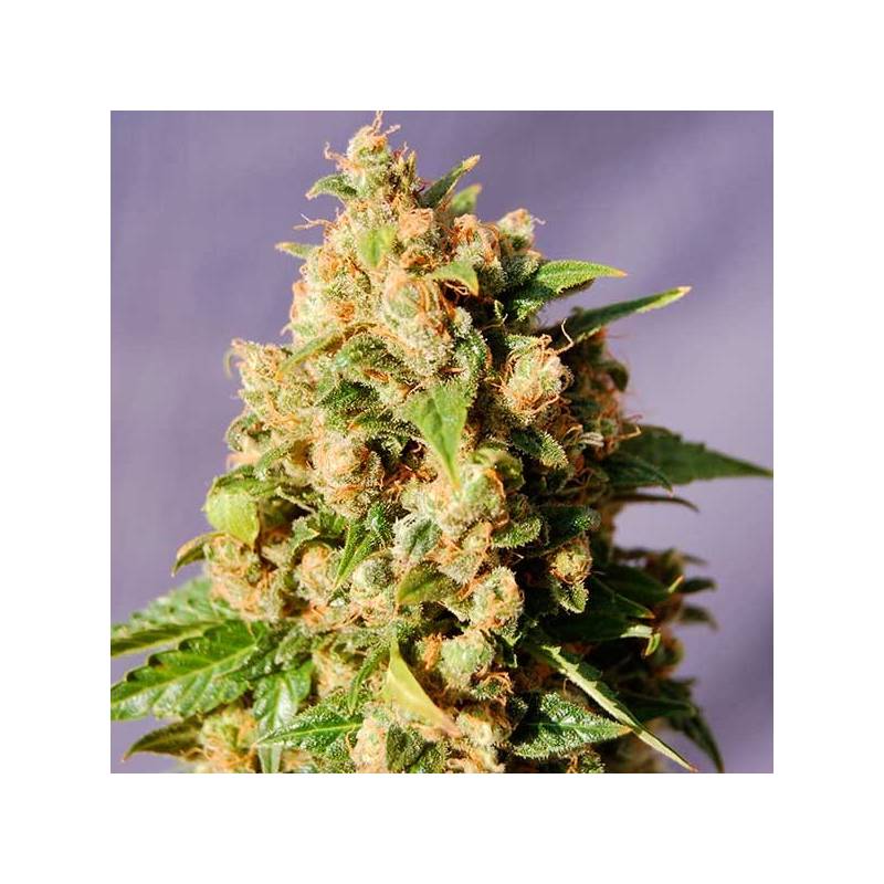 Kiss Feminizada de Kannabia Seeds