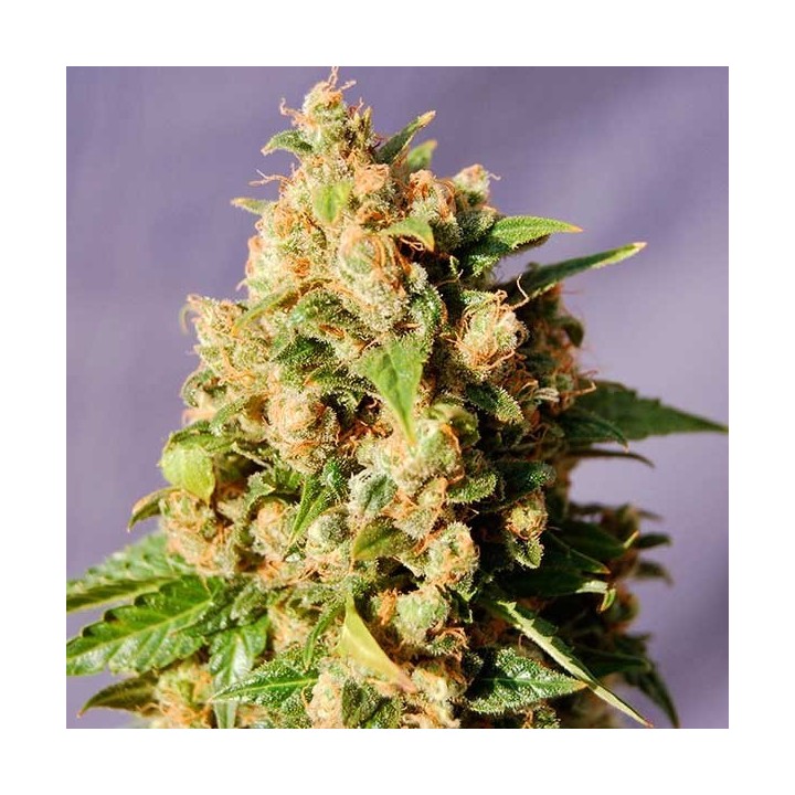 Kiss Feminizada de Kannabia Seeds
