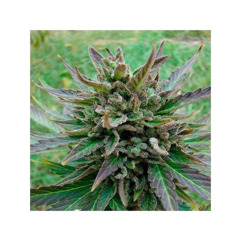 Kickass Autofloreciente Feminizada de Kannabia Seeds