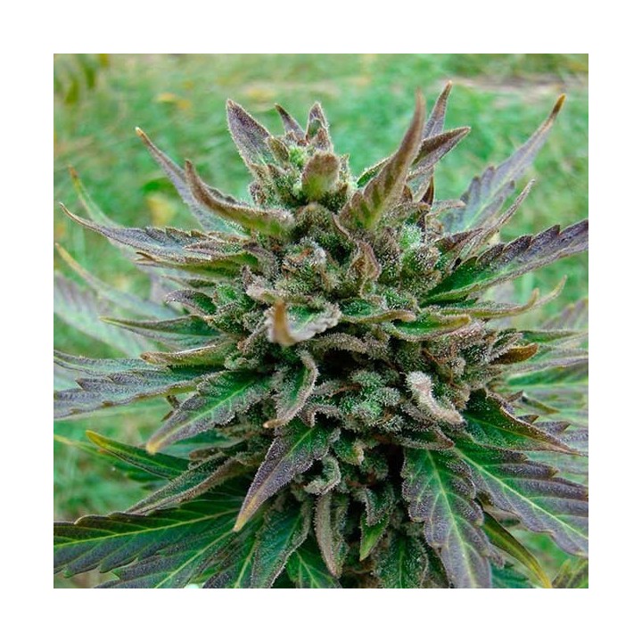 Kickass Autofloreciente Feminizada de Kannabia Seeds