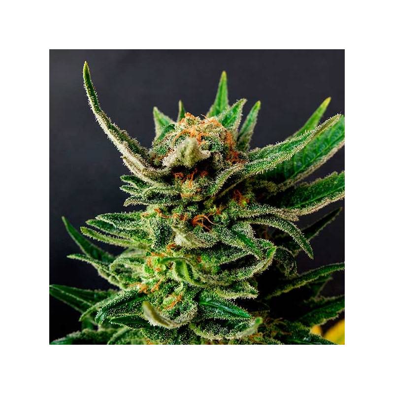 Gypsy Kush Feminizada de Kannabia Seeds