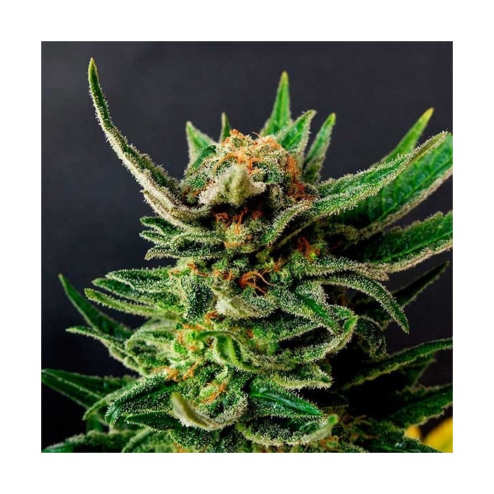 Gypsy Kush Feminizada de Kannabia Seeds