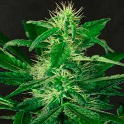 Gipsy Widow Feminizada de Exotic Seed