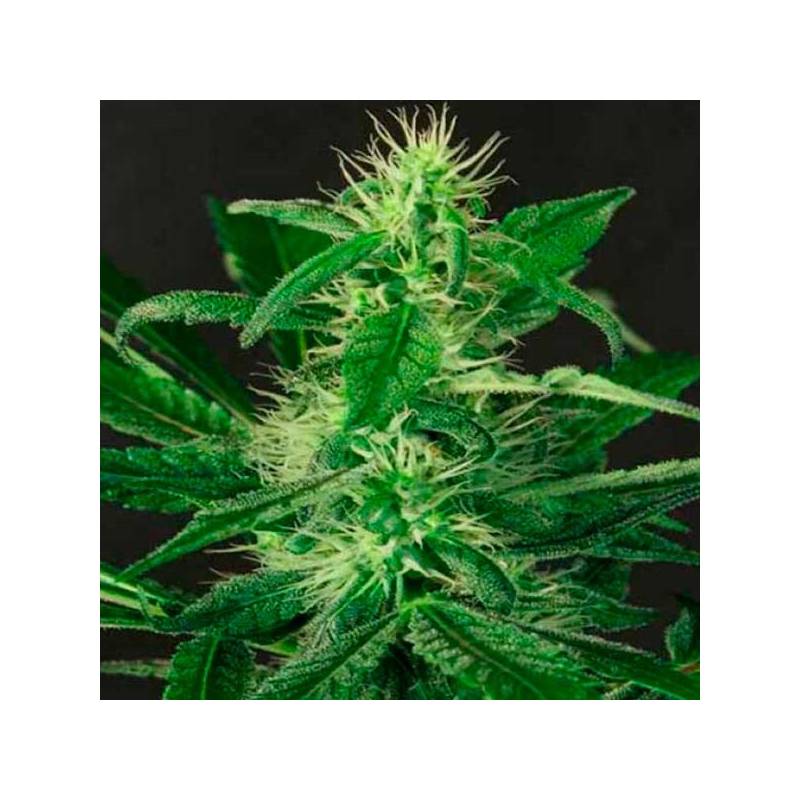 Gipsy Widow Feminizada de Exotic Seed