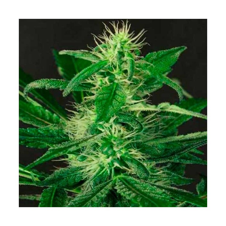 Gipsy Widow Feminizada de Exotic Seed