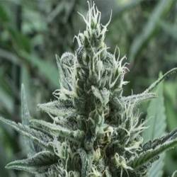 Gipsy Haze Feminizada de Eva Seeds