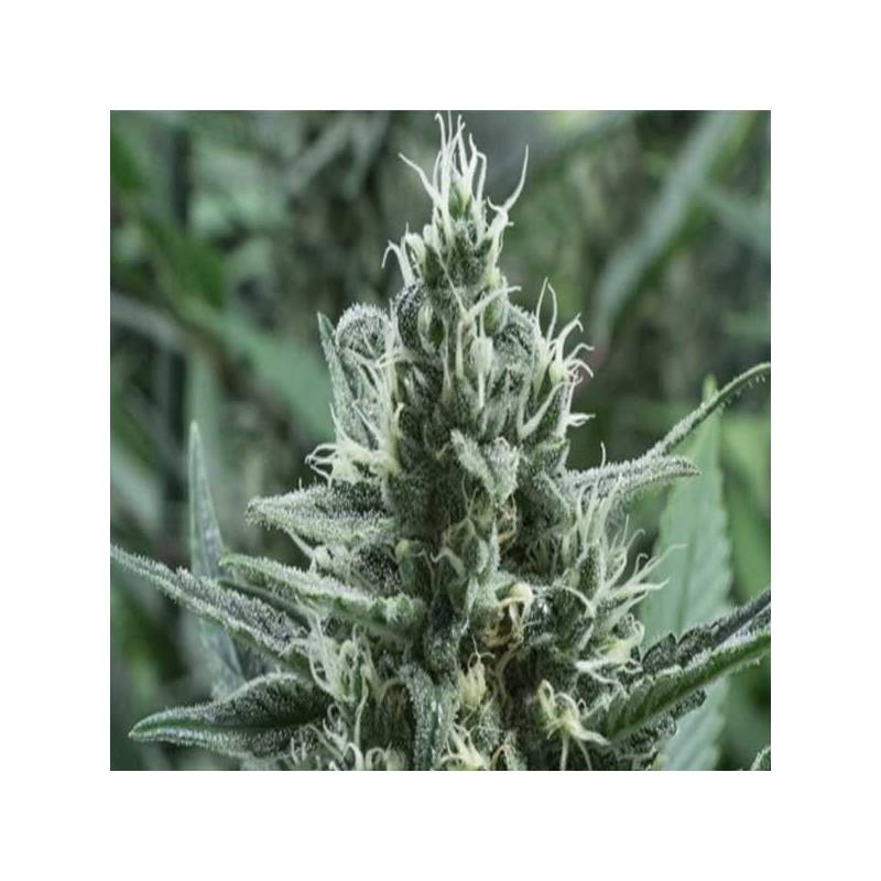 Gipsy Haze Feminizada de Eva Seeds