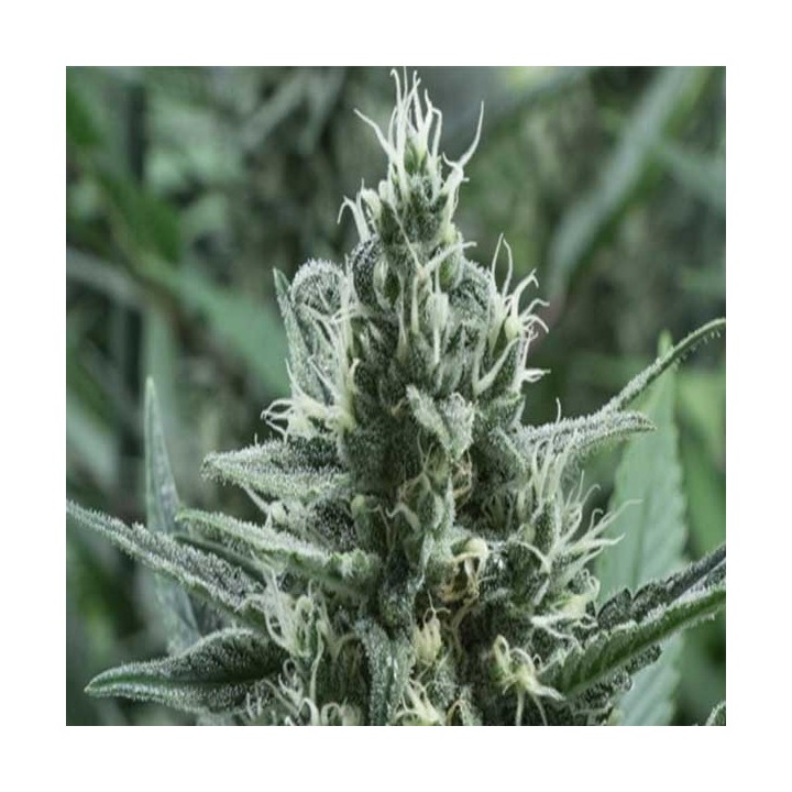 Gipsy Haze Feminizada de Eva Seeds