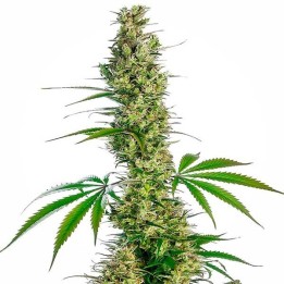 Eagle Bill Regular de Sensi Seeds