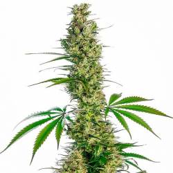 Eagle Bill Regular de Sensi Seeds