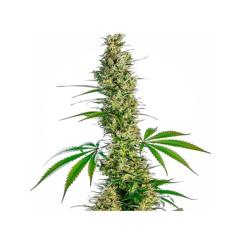 Eagle Bill Regular de Sensi Seeds