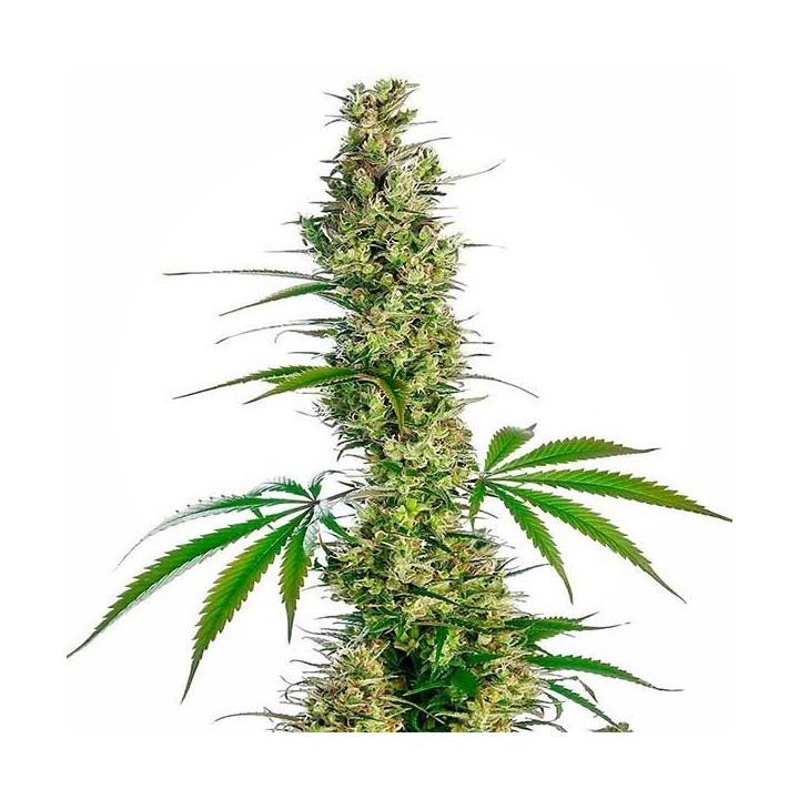 Eagle Bill Regular de Sensi Seeds