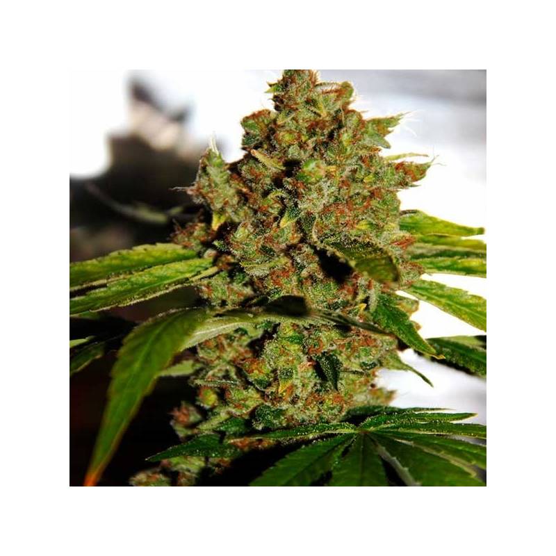 pH Regular de CBD Crew Seeds