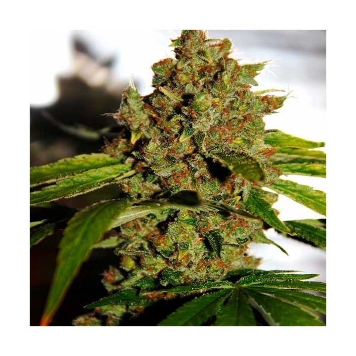 pH Regular de CBD Crew Seeds