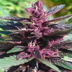 Purple Afghan Kush Feminizada de Dinafem