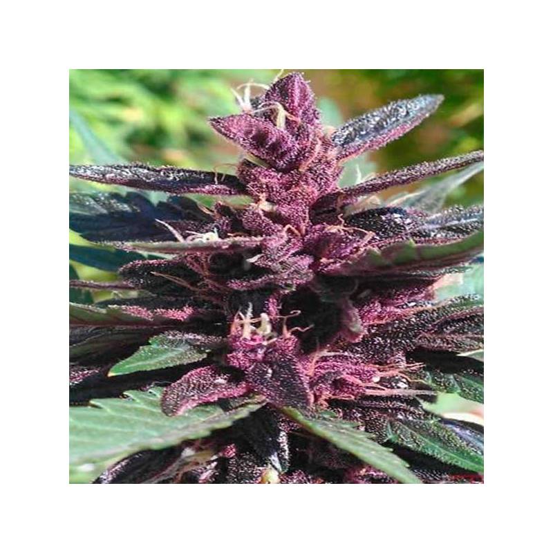 Purple Afghan Kush Feminizada de Dinafem