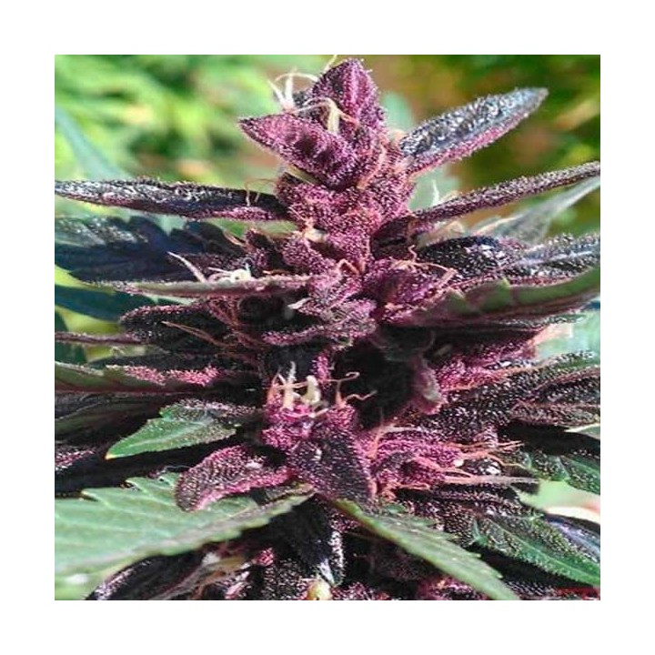Purple Afghan Kush Feminizada de Dinafem