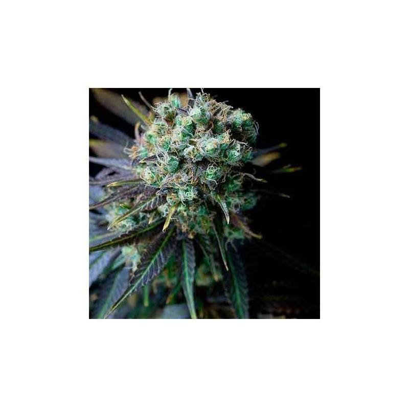 Dinamed CBD Feminizada de Dinafem