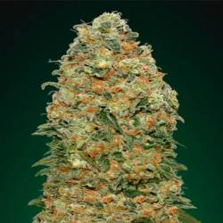 White Widow Feminizada de 00 Seeds