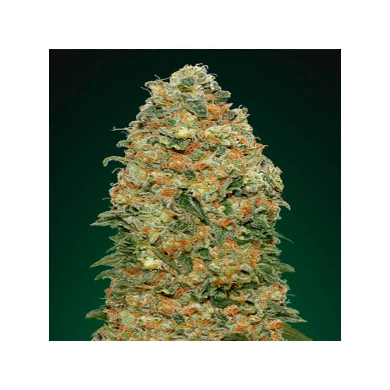 White Widow Feminizada de 00 Seeds