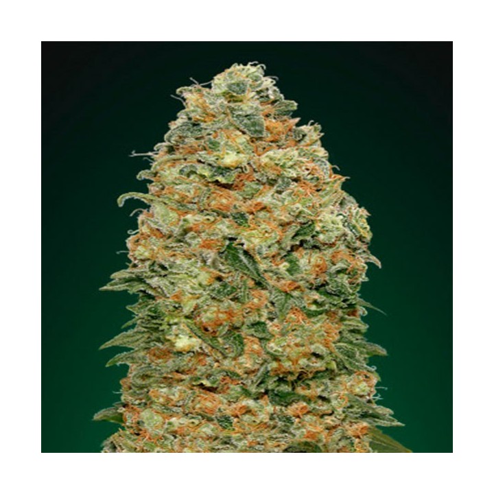 White Widow Feminizada de 00 Seeds