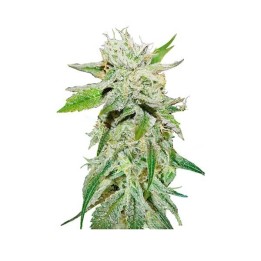 Original Juan Herer (Sativa Line) Feminizada de Delicious