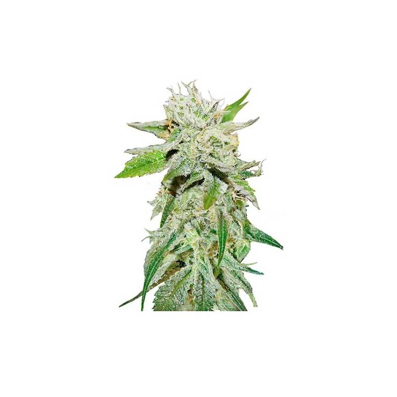 Original Juan Herer (Sativa Line) Feminizada de Delicious