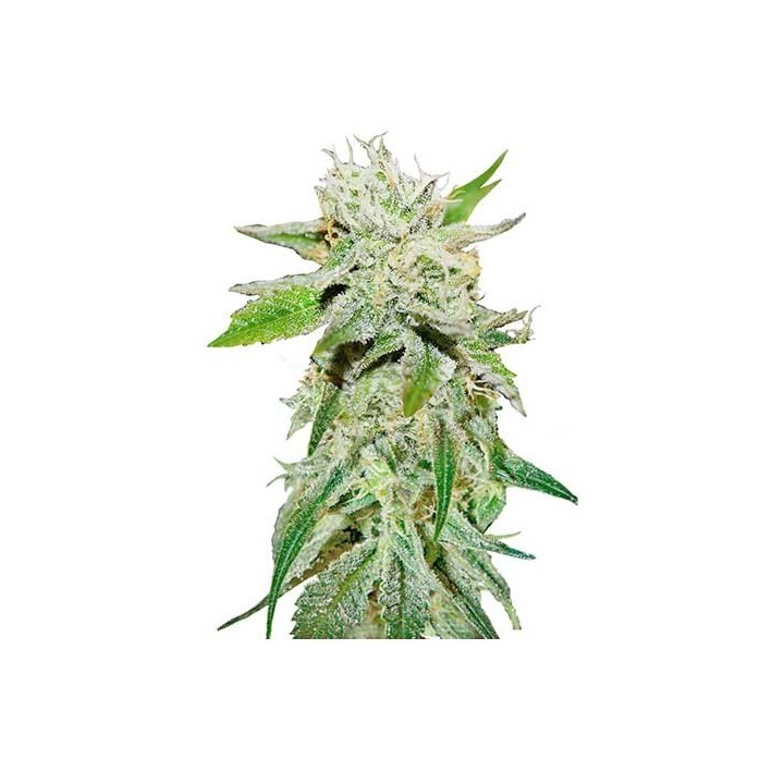 Original Juan Herer (Sativa Line) Feminizada de Delicious