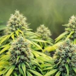 Therapy Feminizada de CBD Crew Seeds