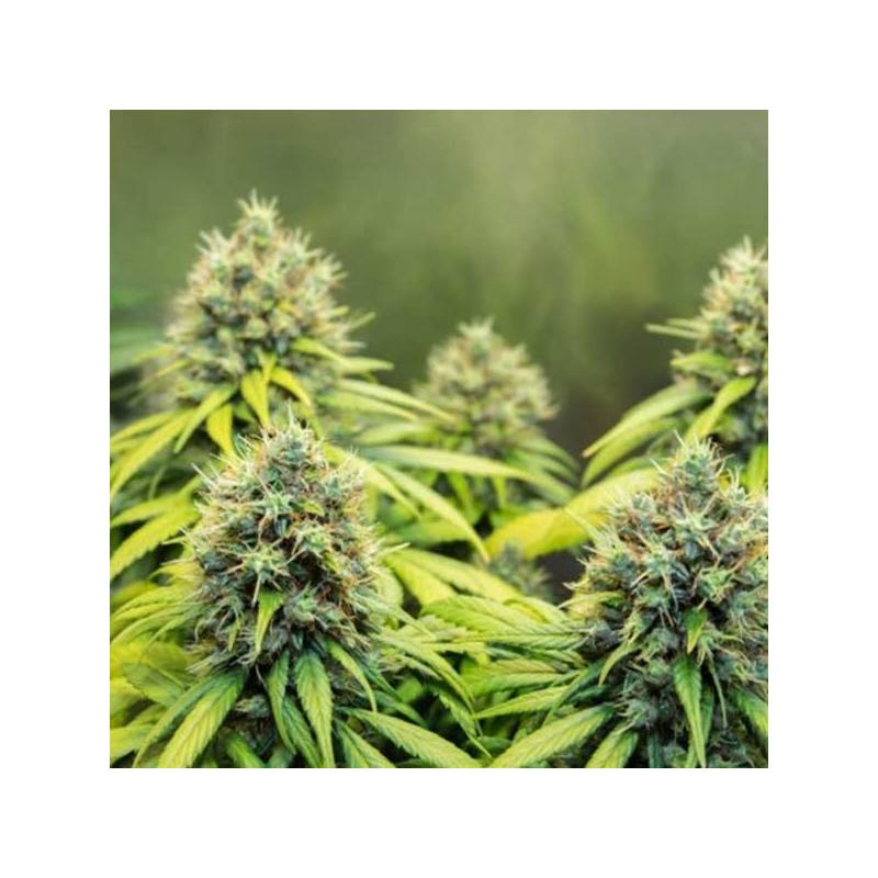 Therapy Feminizada de CBD Crew Seeds